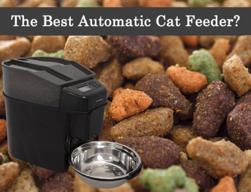 The Best Automatic Cat Feeder!