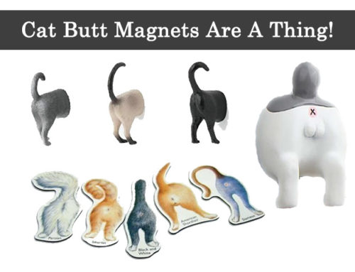 Cat Butt Magnets Are A Thing!