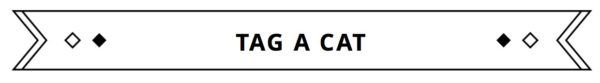 tagacat-app-fancy
