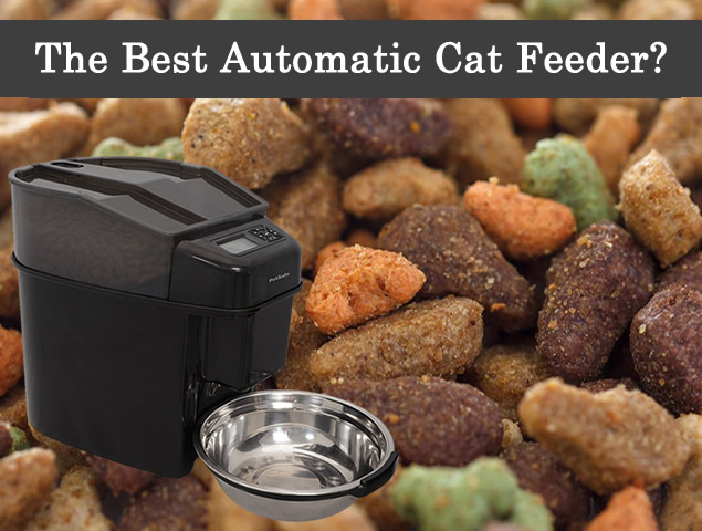The Best Automatic Cat Feeder!